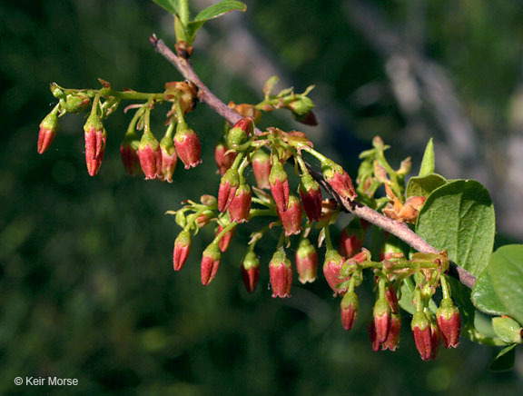 Image of Black Huckleberry