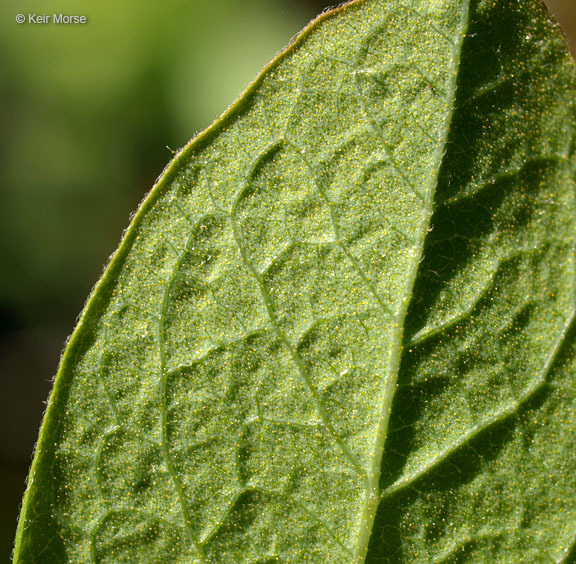 Image of Black Huckleberry