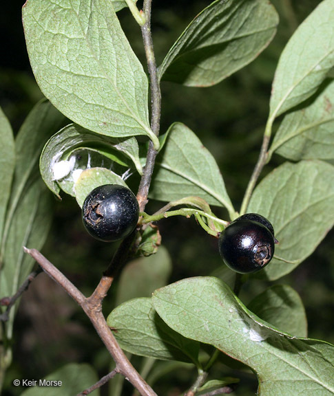Image of Black Huckleberry