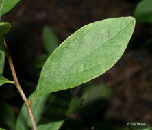 Image of Black Huckleberry