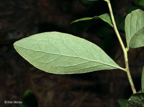 Image of Black Huckleberry