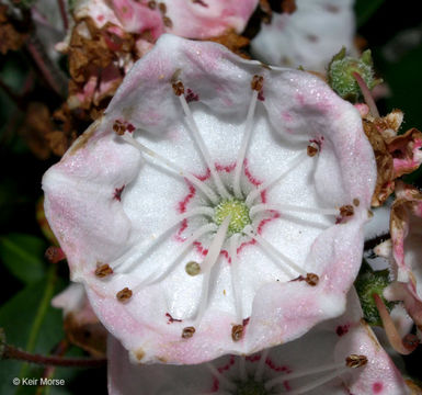 Image of mountain laurel