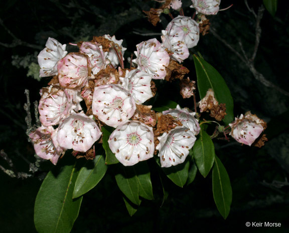 Image of mountain laurel