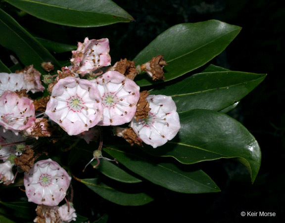 Image of mountain laurel