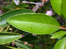 Image of mountain laurel