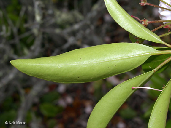 Image of mountain laurel