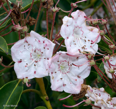 Image of mountain laurel