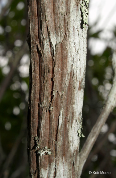 Image of mountain laurel