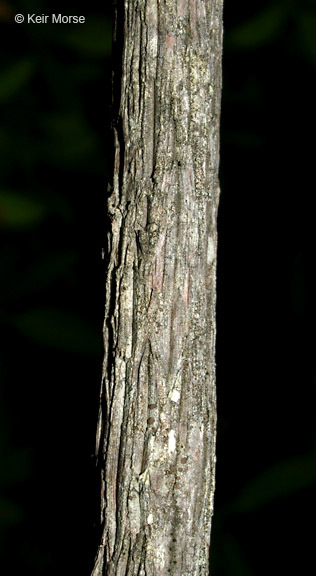 Image of mountain laurel
