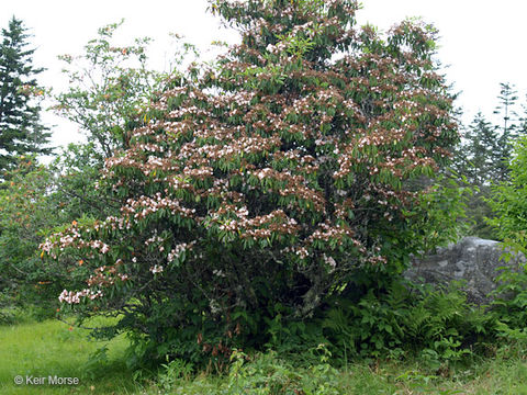 Image of mountain laurel