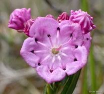 Imagem de Kalmia polifolia Wangenh.