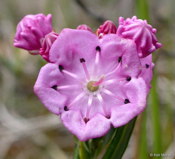 Imagem de Kalmia polifolia Wangenh.