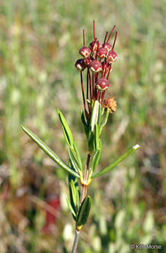 Imagem de Kalmia polifolia Wangenh.