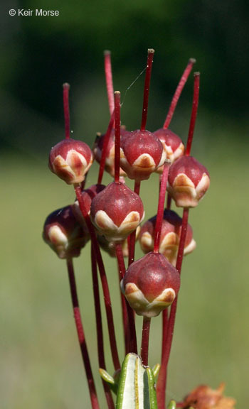 Imagem de Kalmia polifolia Wangenh.