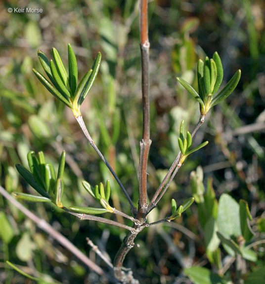 Imagem de Kalmia polifolia Wangenh.