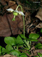 Plancia ëd Moneses uniflora (L.) A. Gray