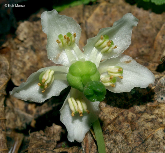 Plancia ëd Moneses uniflora (L.) A. Gray