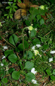Слика од Moneses uniflora (L.) A. Gray