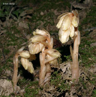 Image of <i>Monotropa hypopitys</i>