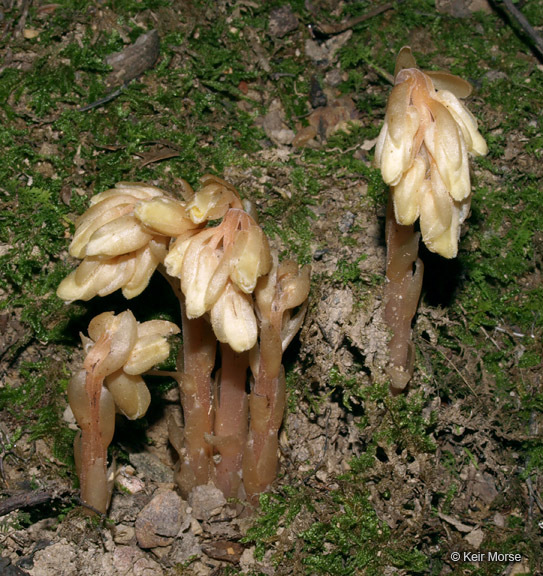 Image of <i>Monotropa hypopitys</i>