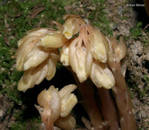 Image of <i>Monotropa hypopitys</i>