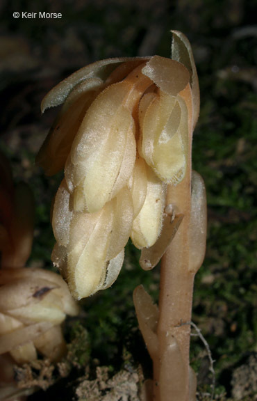 Image of <i>Monotropa hypopitys</i>