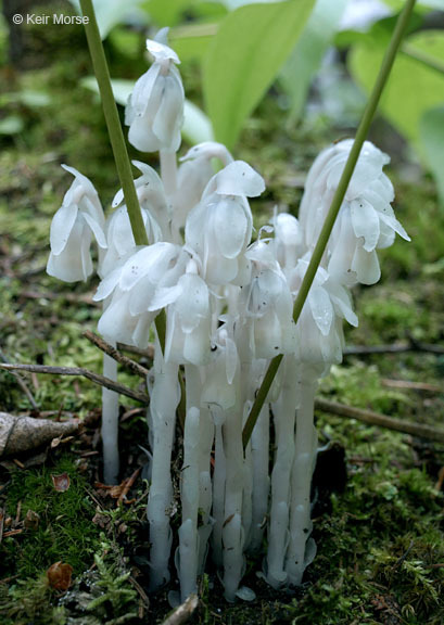 Image of Indian Pipe