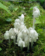 Image of Indian Pipe