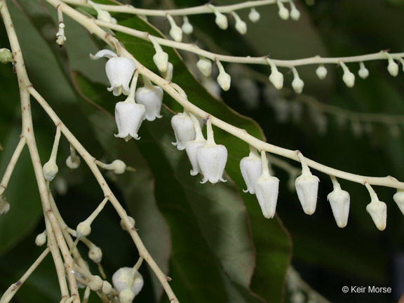 Image de Oxydendrum arboreum (L.) DC.