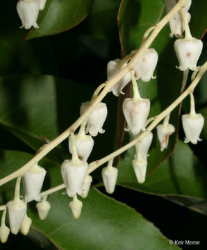 Image de Oxydendrum arboreum (L.) DC.