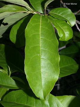 Image of sourwood