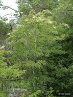 Image de Oxydendrum arboreum (L.) DC.