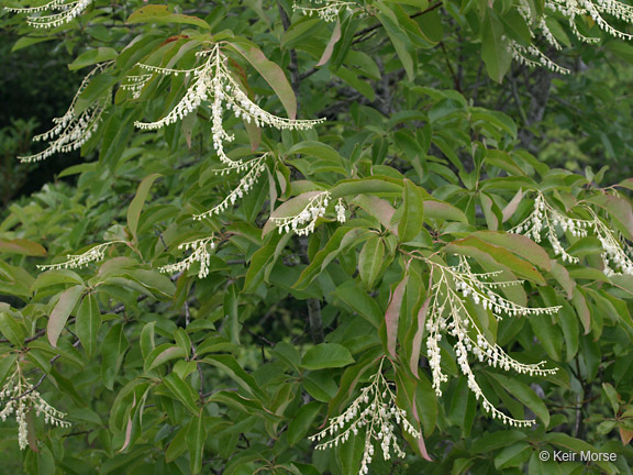 Image de Oxydendrum arboreum (L.) DC.