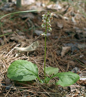 Image of waxflower shinleaf