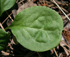 Image of waxflower shinleaf