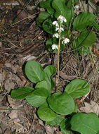 Image of waxflower shinleaf