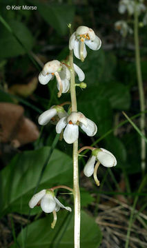 Image of waxflower shinleaf