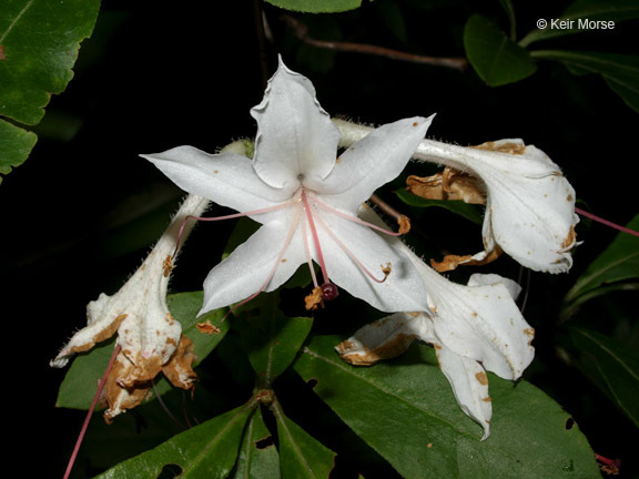 Image of smooth azalea