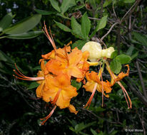 Imagem de Rhododendron calendulaceum (Michx.) Torr.