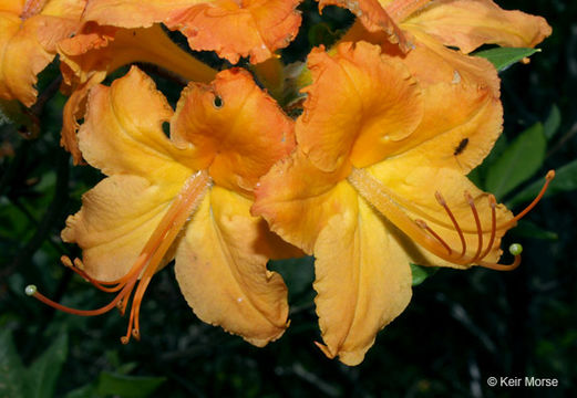 Image of flame azalea