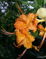 Image of flame azalea