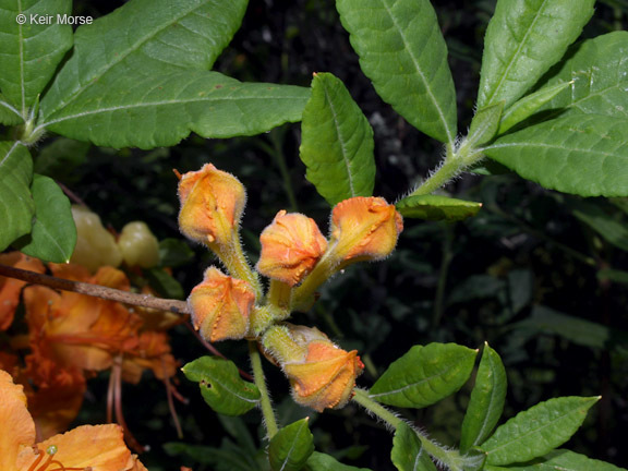 Imagem de Rhododendron calendulaceum (Michx.) Torr.