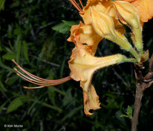 Image of flame azalea