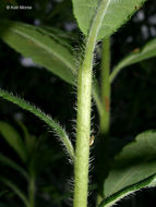 Imagem de Rhododendron calendulaceum (Michx.) Torr.