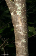 Imagem de Rhododendron calendulaceum (Michx.) Torr.