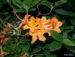 Image of flame azalea