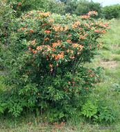 Image of flame azalea