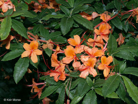 Image of flame azalea