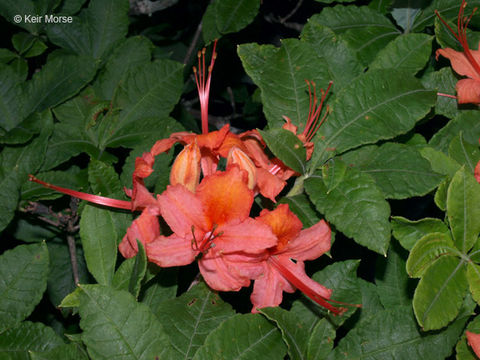 Image of flame azalea