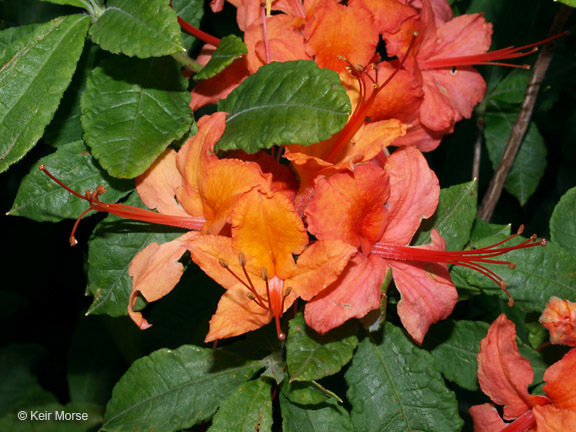 Image of flame azalea